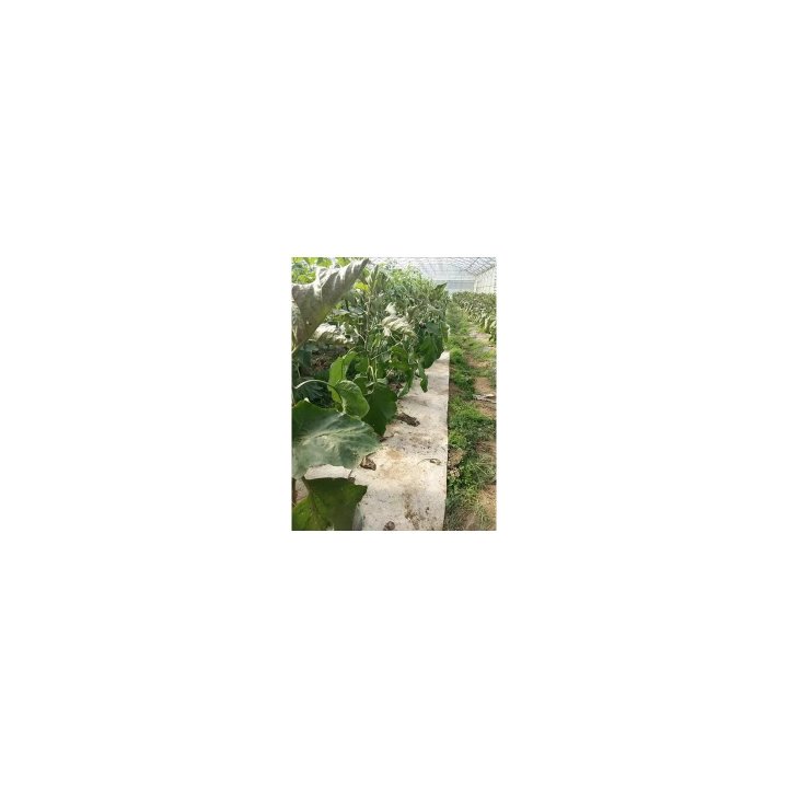 Dalles fendues Herbi'Chanvre 500 g/m²- 44 x 44 cm - Lot de 3
