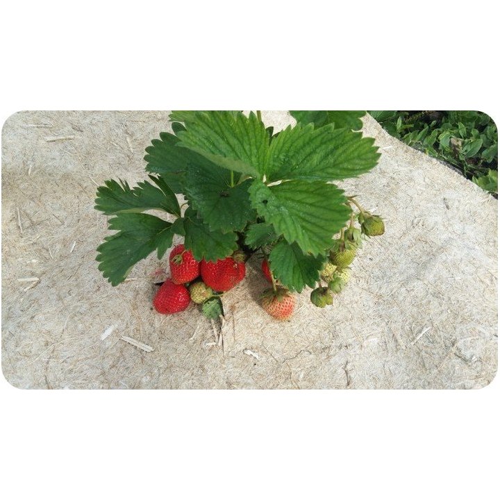 Rouleau de paillage HERBI'CHANVRE 500 g/m² - 0,88m x 5m