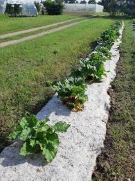 Rouleau de paillage HERBI'CHANVRE 500 g/m² - 0,56m x 5m