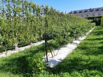 Rouleau Longprotect