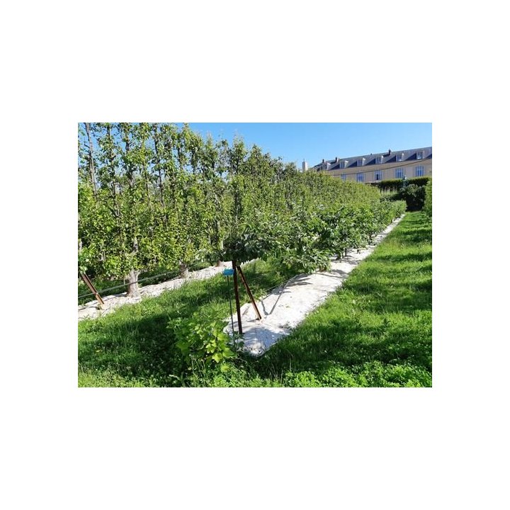 Rouleau Longprotect