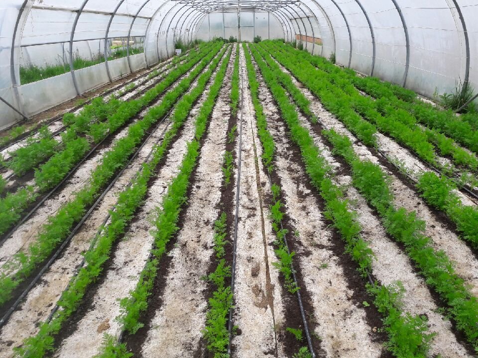 Rouleau Toile semi direct