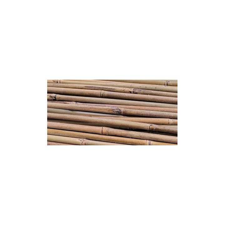 Tuteurs bambou diam 8-10 lot de 500
