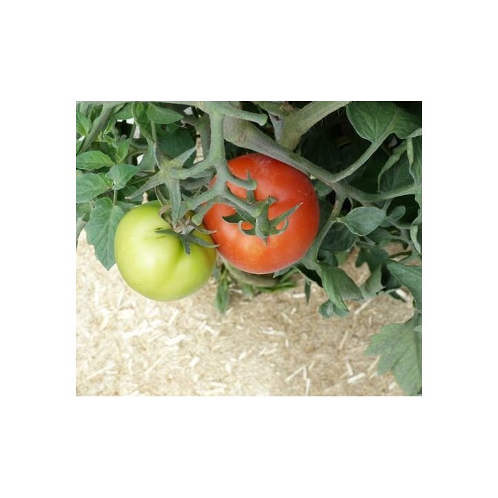 Rouleau de paillage LONGPROTECT 450 g/m² - 0,88m x 5m